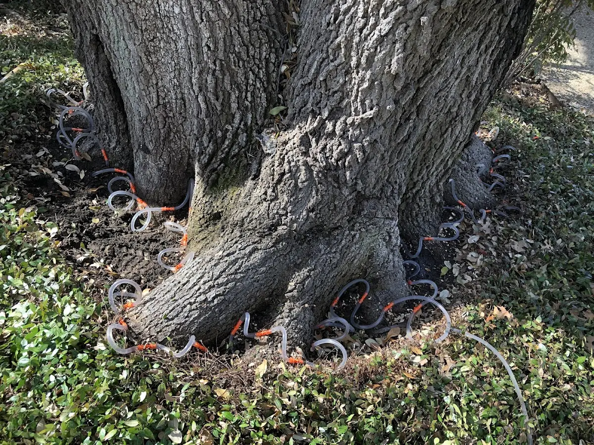 Detailed Tree Cabling and Bracing job site in Naco