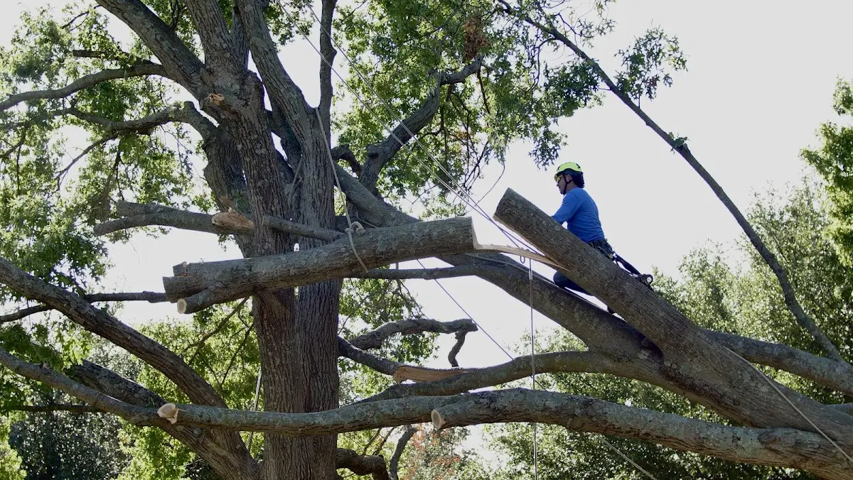 Professional Crown Thinning performed by certified arborists in Naco