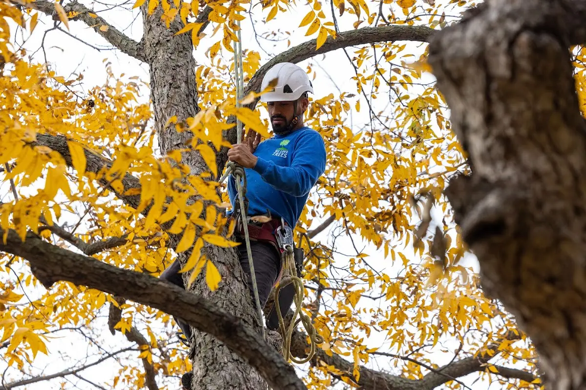 Skilled Tree Trimming crew working in Naco